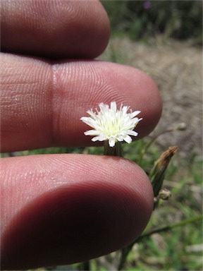 APII jpeg image of Hypochaeris albiflora  © contact APII