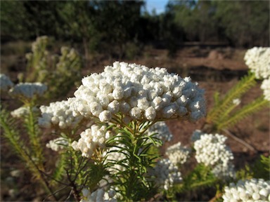 APII jpeg image of Ozothamnus diosmifolius  © contact APII