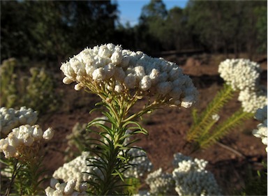 APII jpeg image of Ozothamnus diosmifolius  © contact APII