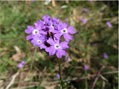 APII jpeg image of Glandularia aristigera  © contact APII