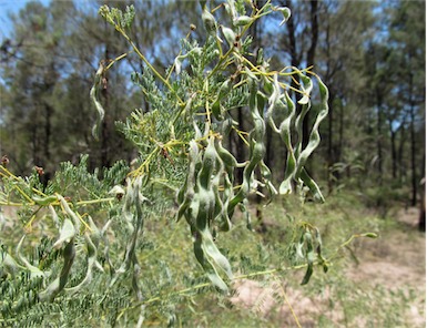 APII jpeg image of Acacia chinchillensis  © contact APII