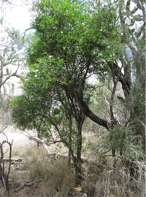 APII jpeg image of Capparis loranthifolia  © contact APII