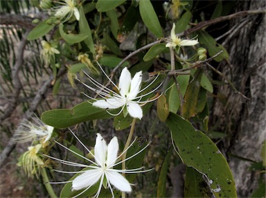 APII jpeg image of Capparis lasiantha  © contact APII