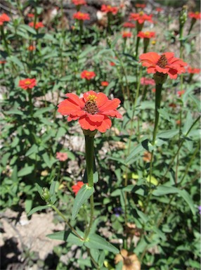 APII jpeg image of Zinnia peruviana  © contact APII