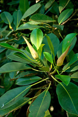 APII jpeg image of Ficus crassipes  © contact APII