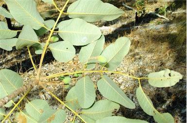 APII jpeg image of Canarium australianum var. australianum  © contact APII