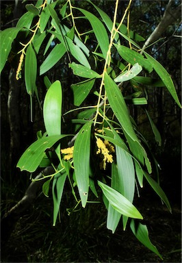 APII jpeg image of Acacia leptocarpa  © contact APII