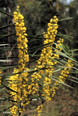 APII jpeg image of Acacia simsii  © contact APII