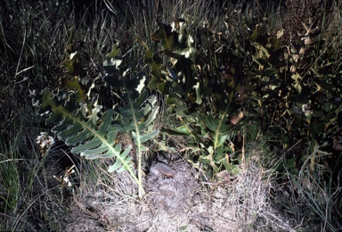 APII jpeg image of Banksia repens  © contact APII