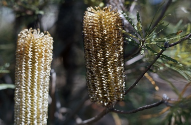 APII jpeg image of Banksia spinulosa  © contact APII