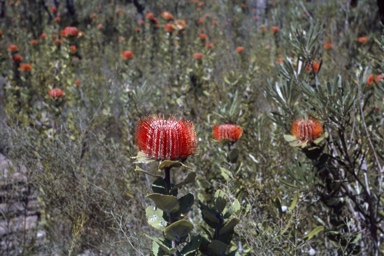 APII jpeg image of Banksia coccinea  © contact APII