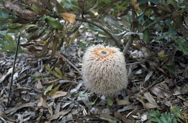 APII jpeg image of Banksia baueri  © contact APII