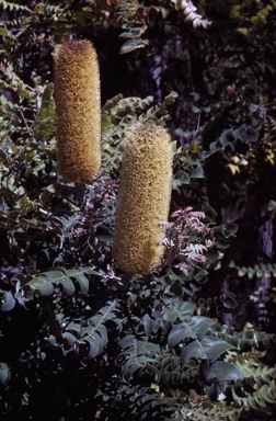 APII jpeg image of Banksia grandis  © contact APII