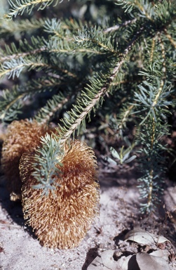 APII jpeg image of Banksia nutans  © contact APII