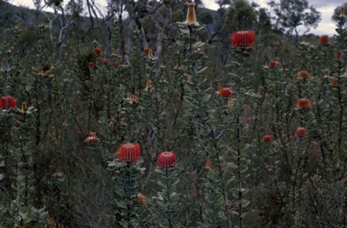 APII jpeg image of Banksia coccinea  © contact APII