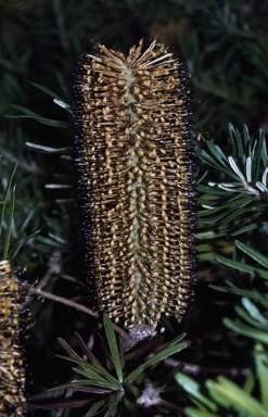 APII jpeg image of Banksia spinulosa  © contact APII