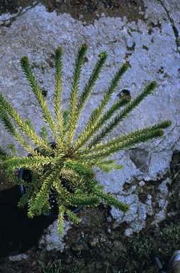 APII jpeg image of Banksia ericifolia 'Limelight'  © contact APII