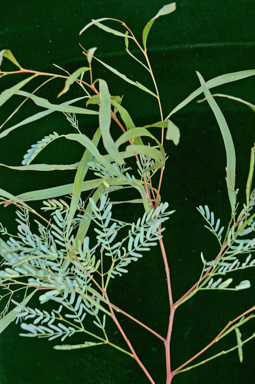 APII jpeg image of Acacia pustula  © contact APII