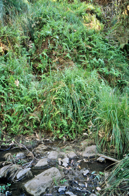 APII jpeg image of Ampelopteris prolifera  © contact APII