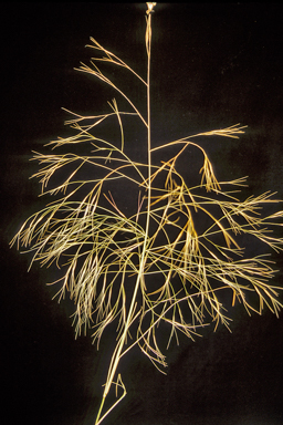 APII jpeg image of Aristida leptopoda  © contact APII