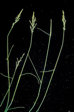 APII jpeg image of Arundinella nepalensis  © contact APII