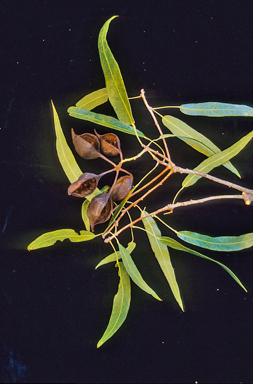 APII jpeg image of Brachychiton rupestris  © contact APII