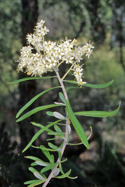 APII jpeg image of Bursaria incana  © contact APII