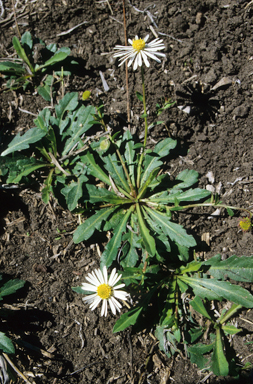 APII jpeg image of Calotis cuneata  © contact APII