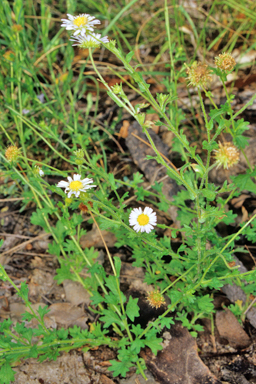 APII jpeg image of Calotis cuneifolia  © contact APII