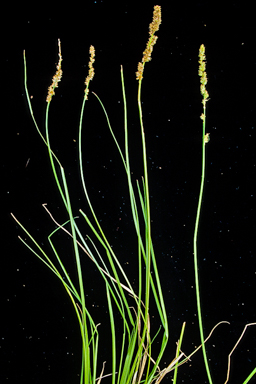 APII jpeg image of Carex appressa  © contact APII