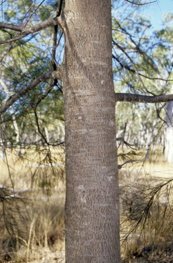 APII jpeg image of Casuarina cristata  © contact APII