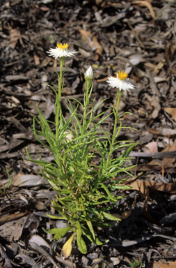 APII jpeg image of Coronidium glutinosum  © contact APII