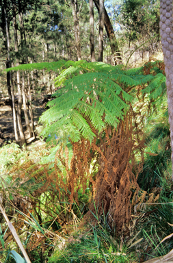 APII jpeg image of Cyathea australis  © contact APII