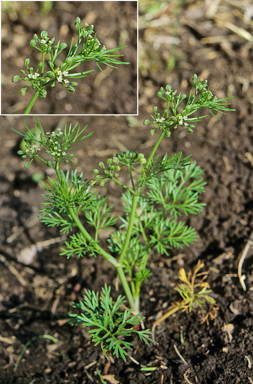 APII jpeg image of Cyclospermum leptophyllum  © contact APII