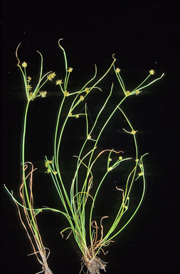 APII jpeg image of Cyperus conicus  © contact APII