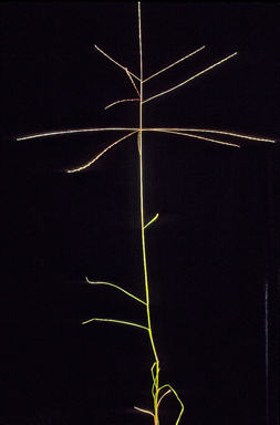 APII jpeg image of Digitaria divaricatissima subsp. divaricatissima  © contact APII