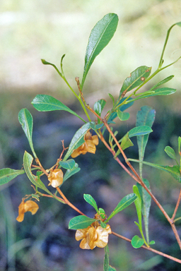APII jpeg image of Dodonaea viscosa subsp. spatulata  © contact APII