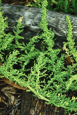 APII jpeg image of Dysphania multifida  © contact APII