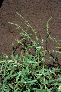 APII jpeg image of Einadia nutans subsp. Nutans  © contact APII