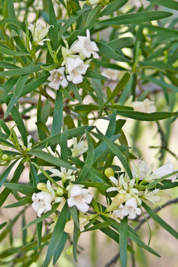 APII jpeg image of Eremophila mitchellii  © contact APII