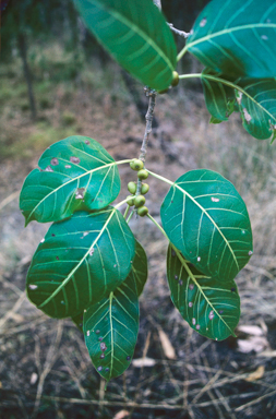 APII jpeg image of Ficus virens var. virens  © contact APII