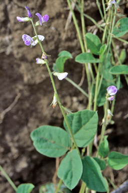 APII jpeg image of Galactia tenuiflora var. villosa  © contact APII