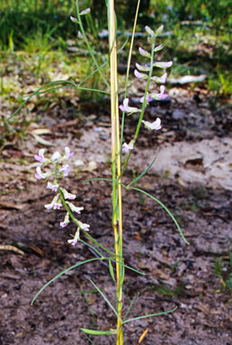 APII jpeg image of Glycine clandestina  © contact APII