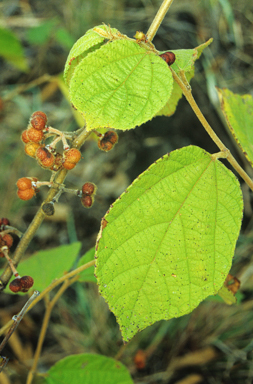 APII jpeg image of Grewia latifolia  © contact APII