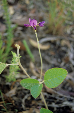 APII jpeg image of Kennedia procurrens  © contact APII