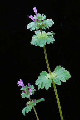 APII jpeg image of Lamium amplexicaule  © contact APII