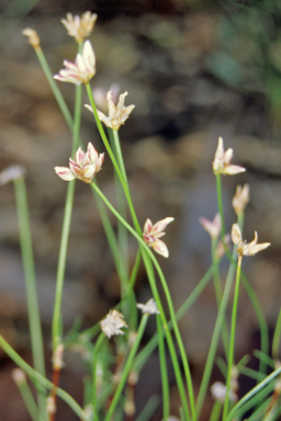 APII jpeg image of Laxmannia gracilis  © contact APII