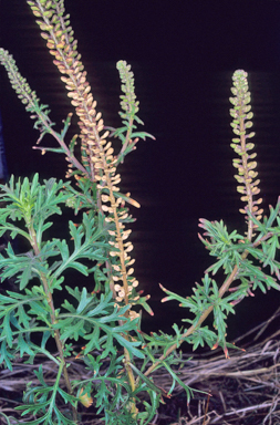 APII jpeg image of Lepidium bonariense  © contact APII