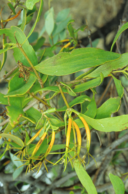 APII jpeg image of Lysiana subfalcata  © contact APII