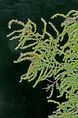 APII jpeg image of Maireana microphylla  © contact APII